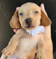 Max, a male Miniature Dachshund for sale in Steinhatchee, FL – 4 of 4