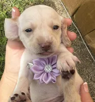 Lady, a female Miniature Dachshund for sale in Steinhatchee, FL – 2 of 4