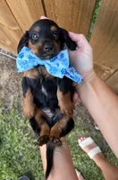 Titan, a male Miniature Dachshund for sale in Steinhatchee, FL – 2 of 4