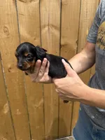 Lacy, a female Miniature Dachshund for sale in Steinhatchee, FL – 2 of 4