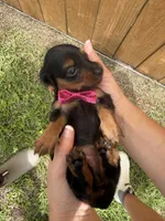 Lacy, a female Miniature Dachshund for sale in Steinhatchee, FL – 4 of 4