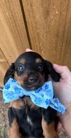 Titan, a male Miniature Dachshund for sale in Steinhatchee, FL – 4 of 4
