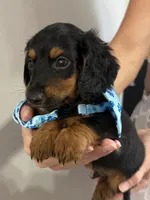 Sammy, a male Miniature Dachshund for sale in Steinhatchee, FL – 1 of 10