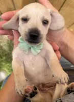Scooter, a male Miniature Dachshund for sale in Steinhatchee, FL – 2 of 4
