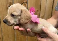 Lucy, a female Miniature Dachshund for sale in Steinhatchee, FL – 3 of 4
