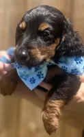 Sammy, a male Miniature Dachshund for sale in Steinhatchee, FL – 3 of 10