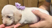 Lady, a female Miniature Dachshund for sale in Steinhatchee, FL – 3 of 4