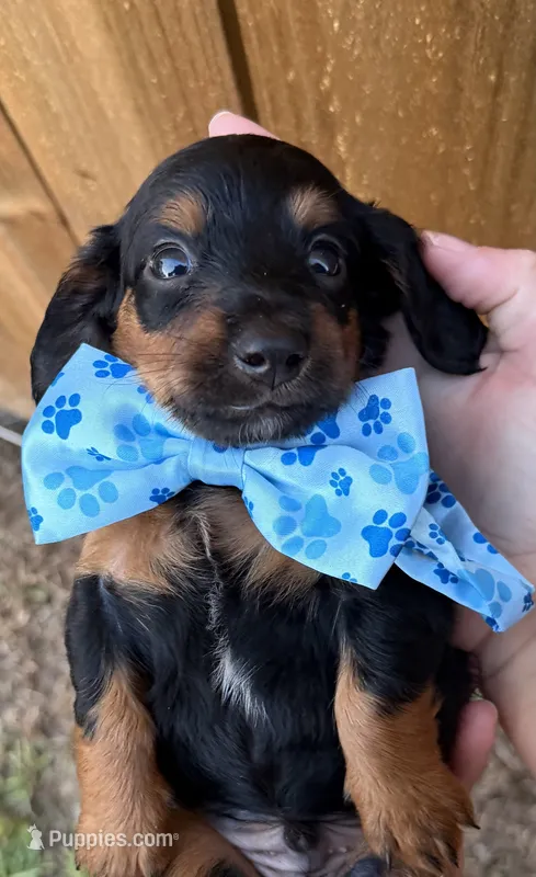Titan – Miniature Dachshund puppy for sale in Steinhatchee, FL