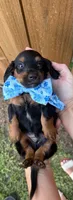 Titan, a male Miniature Dachshund for sale in Steinhatchee, FL – 3 of 4