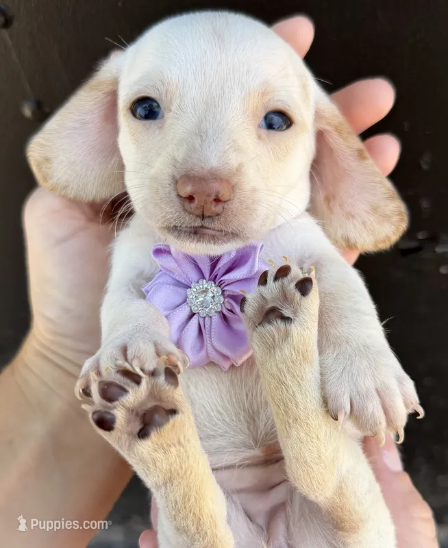 Lady – Miniature Dachshund puppy on hold in Steinhatchee, FL