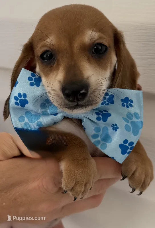 Coon – Miniature Dachshund puppy for sale in Steinhatchee, FL