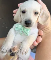 Scooter, a male Miniature Dachshund for sale in Steinhatchee, FL – 4 of 4