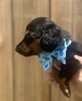 Sammy, a male Miniature Dachshund for sale in Steinhatchee, FL – 4 of 10