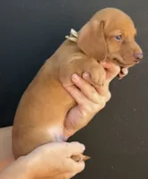 Charlie, a male Miniature Dachshund for sale in Steinhatchee, FL – 4 of 4