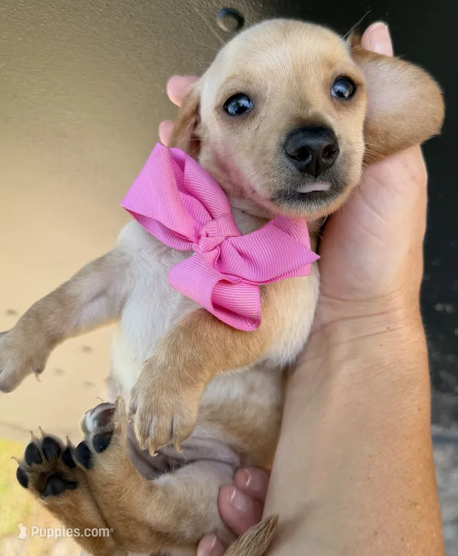 Lucy – Miniature Dachshund puppy for sale in Steinhatchee, FL