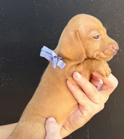 Lola, a female Miniature Dachshund for sale in Steinhatchee, FL – 4 of 4