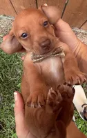 Charlie, a male Miniature Dachshund for sale in Steinhatchee, FL – 2 of 4