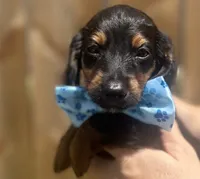Sammy, a male Miniature Dachshund for sale in Steinhatchee, FL – 9 of 10