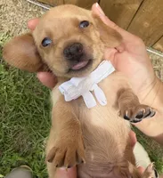 Max, a male Miniature Dachshund for sale in Steinhatchee, FL – 3 of 4