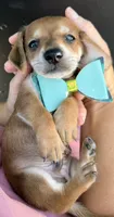 Coon, a male Miniature Dachshund for sale in Steinhatchee, FL – 2 of 6