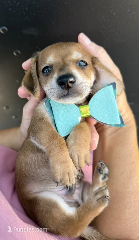 Coon – Miniature Dachshund puppy for sale in Steinhatchee, FL