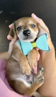 Coon, a male Miniature Dachshund for sale in Steinhatchee, FL – 1 of 6