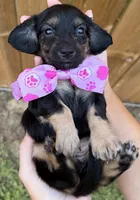 Stella, a female Miniature Dachshund for sale in Steinhatchee, FL – 2 of 2