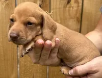 Charlie, a male Miniature Dachshund for sale in Steinhatchee, FL – 3 of 4