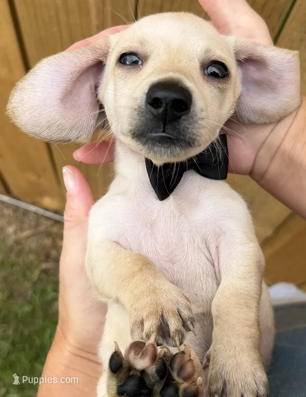 Scooter – Miniature Dachshund puppy for sale in Steinhatchee, FL