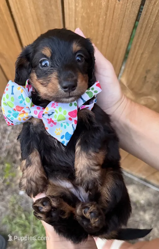 Nova – Miniature Dachshund puppy for sale in Steinhatchee, FL