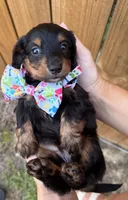Nova, a female Miniature Dachshund for sale in Steinhatchee, FL – 1 of 1