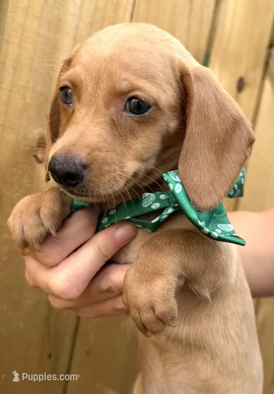 Max – Miniature Dachshund puppy for sale in Steinhatchee, FL