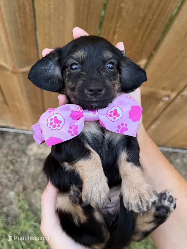 Stella – Miniature Dachshund puppy for sale in Steinhatchee, FL