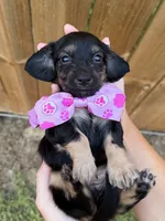Stella, a female Miniature Dachshund for sale in Steinhatchee, FL – 1 of 2