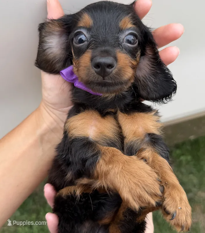 Lacy – Miniature Dachshund puppy for sale in Steinhatchee, FL
