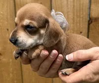 Coon, a male Miniature Dachshund for sale in Steinhatchee, FL – 4 of 6