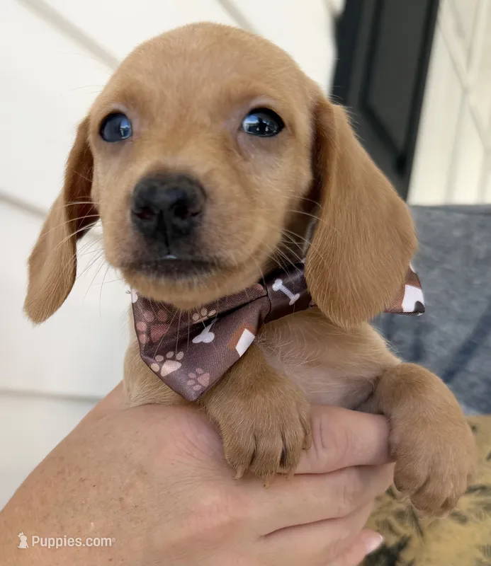 Max – Miniature Dachshund puppy for sale in Steinhatchee, FL