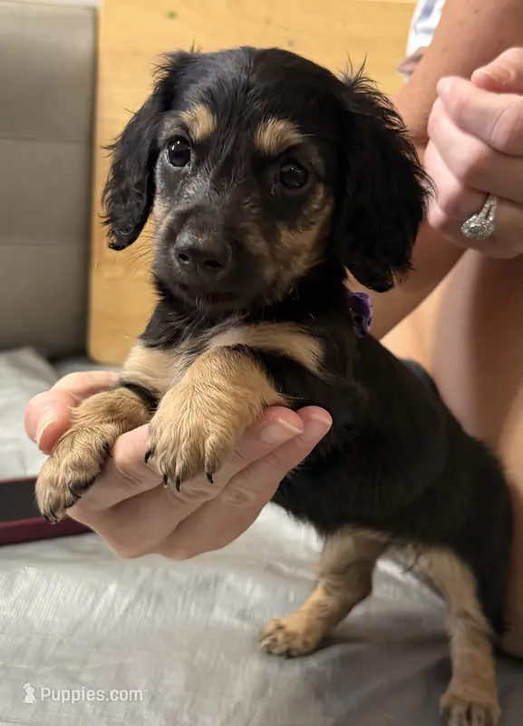 Stella – Miniature Dachshund puppy for sale in Steinhatchee, FL