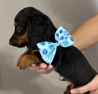 Sammy, a male Miniature Dachshund for sale in Steinhatchee, FL – 5 of 10