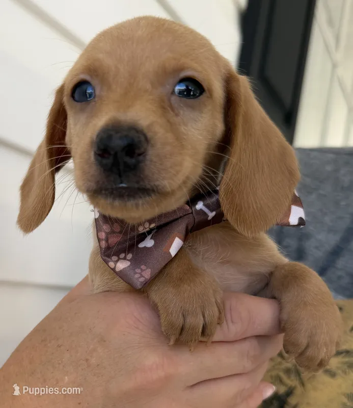 Max – Miniature Dachshund puppy for sale in Steinhatchee, FL