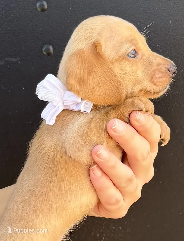 Max – Miniature Dachshund puppy for sale in Steinhatchee, FL