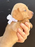 Max, a male Miniature Dachshund for sale in Steinhatchee, FL – 1 of 4