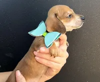 Coon, a male Miniature Dachshund for sale in Steinhatchee, FL – 6 of 6