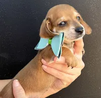 Coon, a male Miniature Dachshund for sale in Steinhatchee, FL – 5 of 6