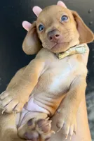 Charlie, a male Miniature Dachshund for sale in Steinhatchee, FL – 1 of 4