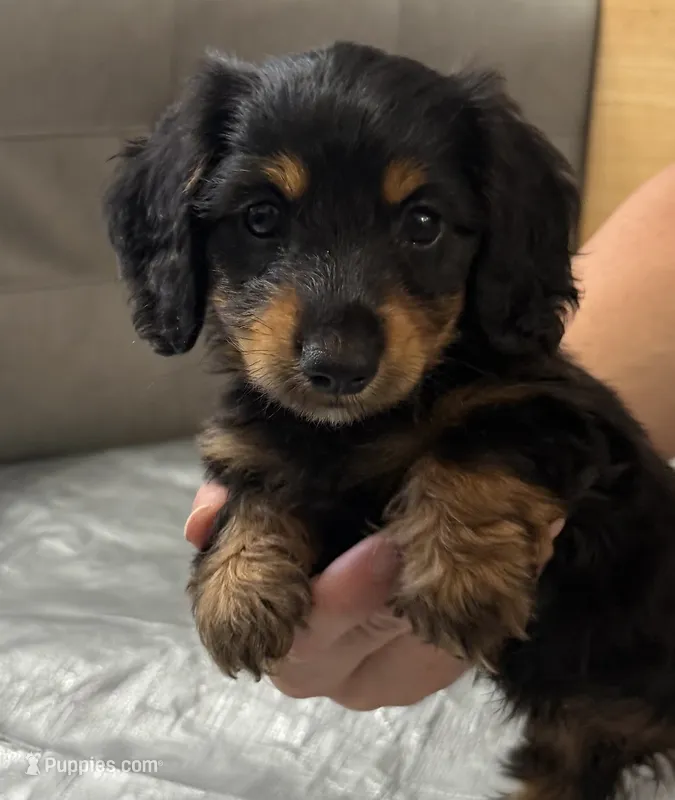 Nova – Miniature Dachshund puppy on hold in Steinhatchee, FL