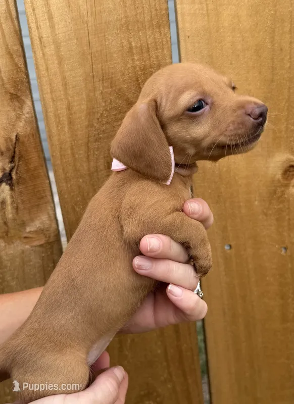 Lola – Miniature Dachshund puppy for sale in Steinhatchee, FL