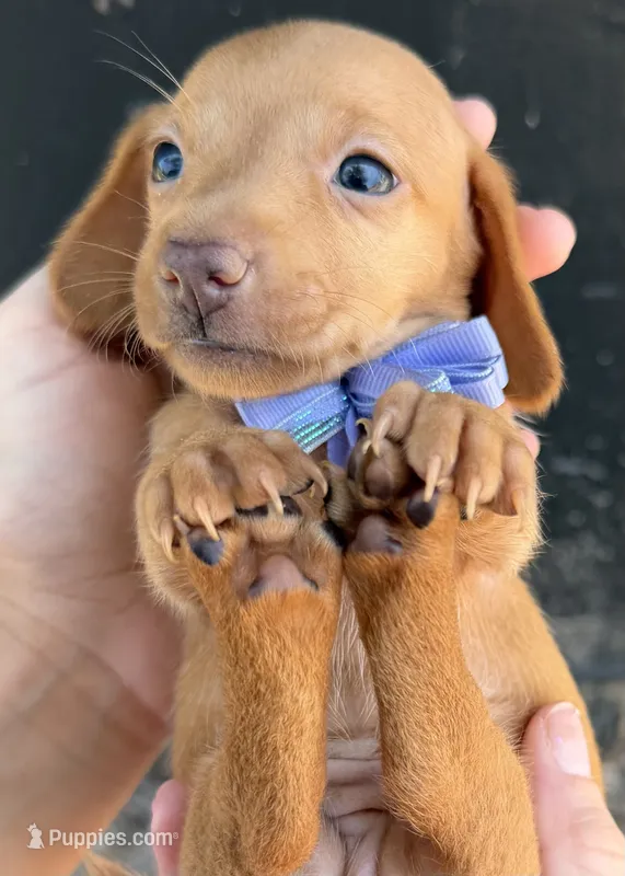 Lola – Miniature Dachshund puppy for sale in Steinhatchee, FL