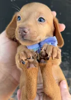 Lola, a female Miniature Dachshund for sale in Steinhatchee, FL – 1 of 4
