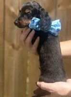 Sammy, a male Miniature Dachshund for sale in Steinhatchee, FL – 2 of 10